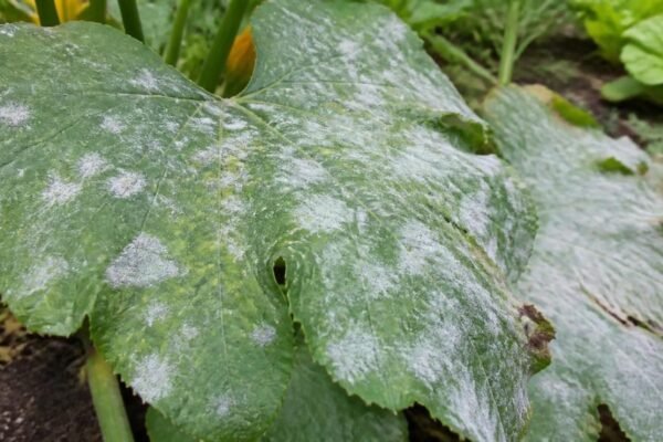Zucchini leaf with round white powdery mildew patches spreading over the surface and yellowing between them