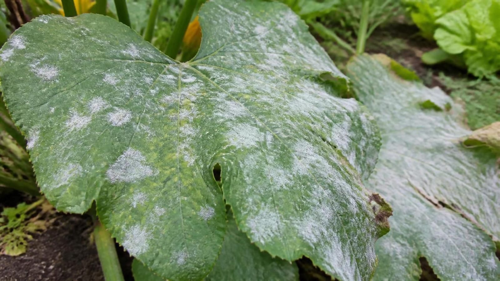 Zucchini leaf with round white powdery mildew patches spreading over the surface and yellowing between them