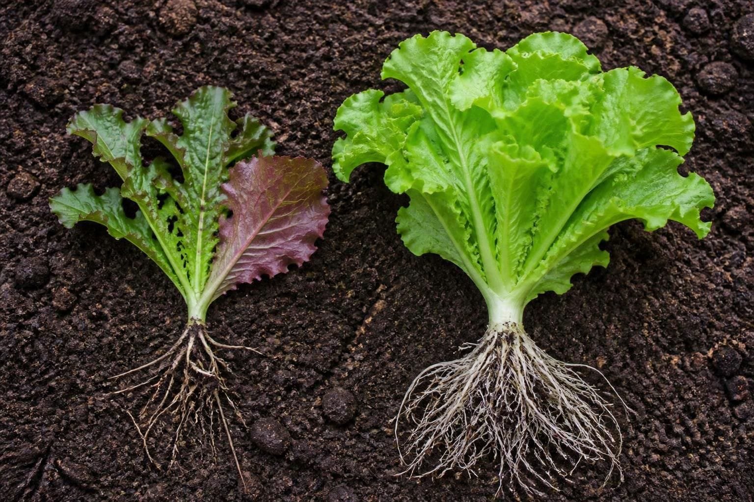 Underside of a lettuce leaf with a reddish-purple cast beside a small stunted plant with sparse roots and a healthy plant with full white roots