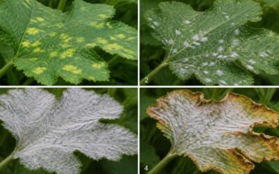 Four stages of powdery mildew on squash leaves, from pale yellow patches to a full white-gray coating