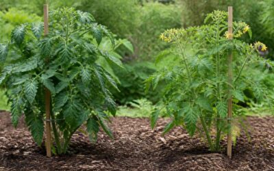 Side-by-side comparison of a dense, dark green tomato plant with no flowers and a balanced plant carrying yellow flower clusters